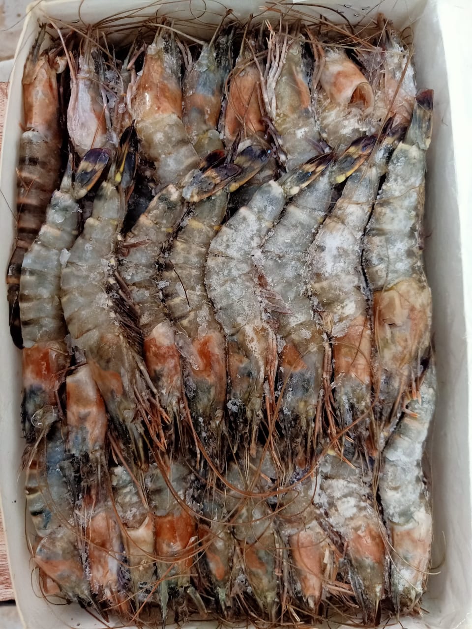 Prawns