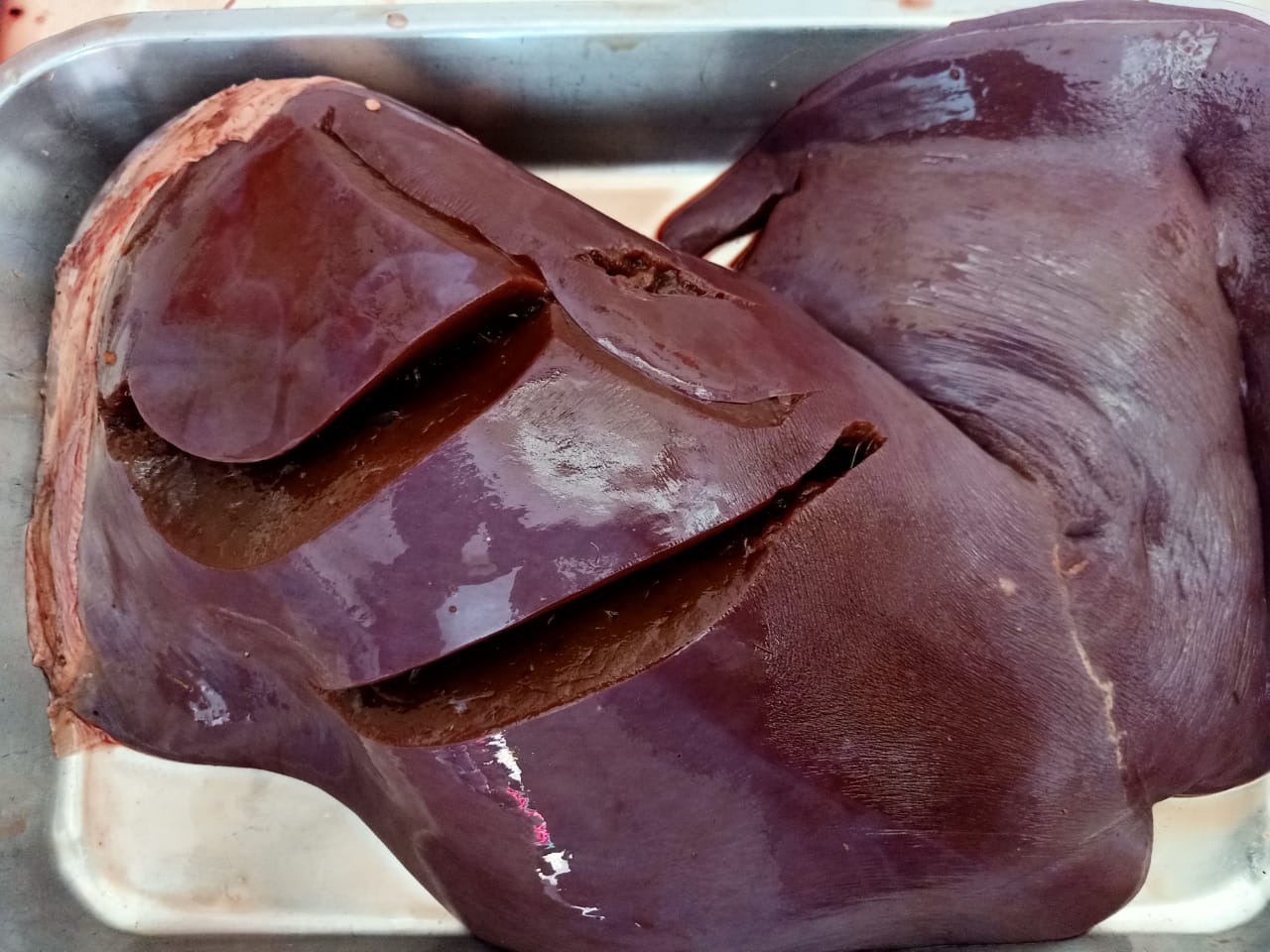 Ox Liver