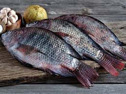 Whole Tilapia